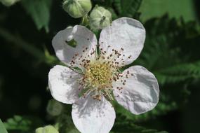 White beautiful flower in a bush
