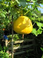 yellow large fruit