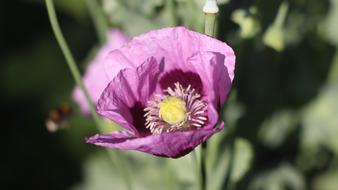 pink poppies in the garden
