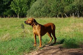 Dog Ridgeback