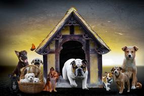 dog kennel 3d illustration