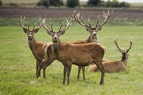 European Deer Hart Animal