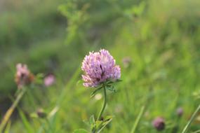 spring flowers in the field