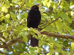 Cute and beautiful blackbird on the branch with green leaves