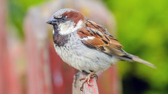 Sparrow Bird on Picket fence