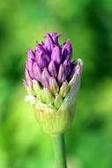 purple giant leek buds