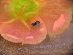 Insect Spider Tiny Coral Color