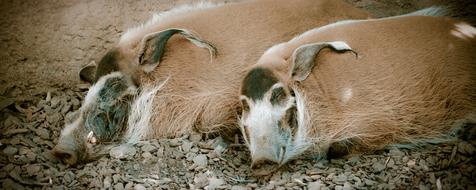 Pig Sleeping Wild