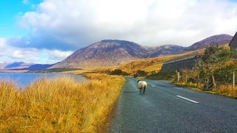 sheep standing on the road