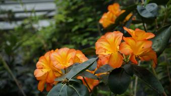 bright orange flowers, greens in the garden