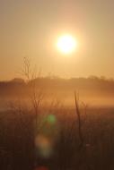 bright sun in the fog