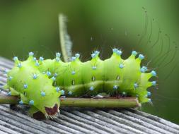 Caterpillar Wiener insect