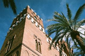palm tree and building facade corner