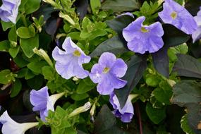 gorgeous flowers spring