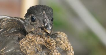 Animal Fauna Hen bird