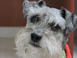 gray domestic dog looks closely, close-up