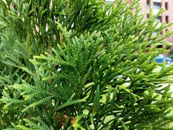Green City Thuja tree