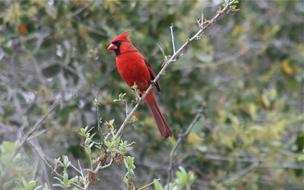 Red Jay Bird