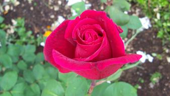 bud of a red beautiful rose
