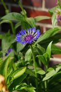 blue flower blooming in front of the house