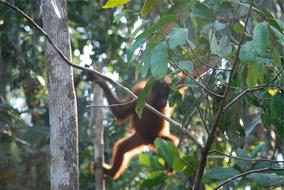 Orangutan monkey Animal at Jungle