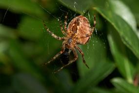 Spider Insect Animal in nature