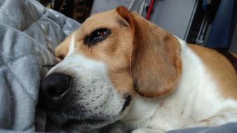 Animal Dog beagle rest