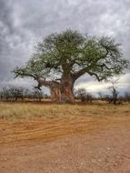 huge old tree in a field