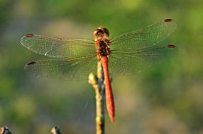 wild Dragonfly Insect at Nature