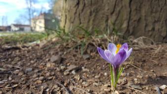 lonely spring flower near a tree
