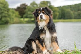 Dog Australian Shepherd at coast