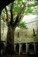 old Muckross Abbey and Tree