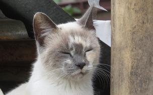 gray white cat on the street in Colombia