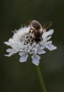 fluffy hornet on a flower