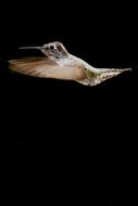 Hummingbird Bird Flying action photo