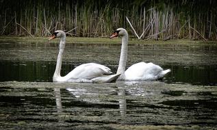 Swan Birds in Lake