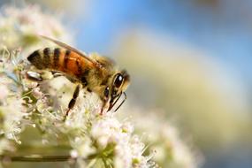 honey Bee on white flowers, Macro, blur background