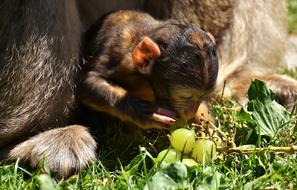 Ape Baby Monkey Grapes