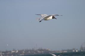 seagull in flight over coastal city