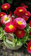 lush Red daisies, Flowering plant in pot