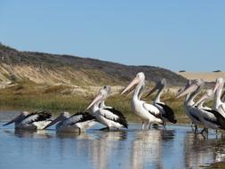 pelicans flock on the water