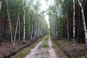 Birch Forest Tree