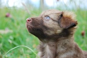 Dog Puppy at garden