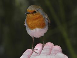 red Bird Robin at Wildlife
