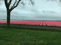 green and pink grass