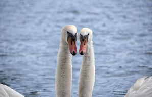 two white Swans head to head at water