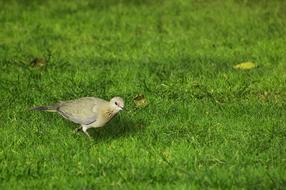 Wild Bird on Grass
