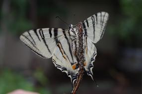 large butterfly on a branch