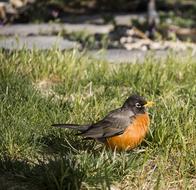 Robin Bird Nature