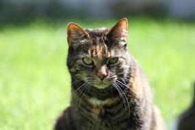 Portrait of the colorful and beautiful, cute, striped cat on the green grass